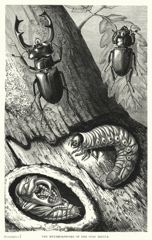 The Metamorphoses of the Stag Beetle (engraving) بواسطة مدرسة اللغة الإنجليزية