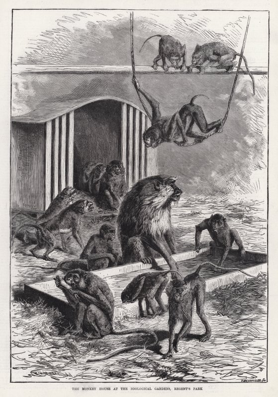 The Monkey House at the Zoological Gardens، Regent