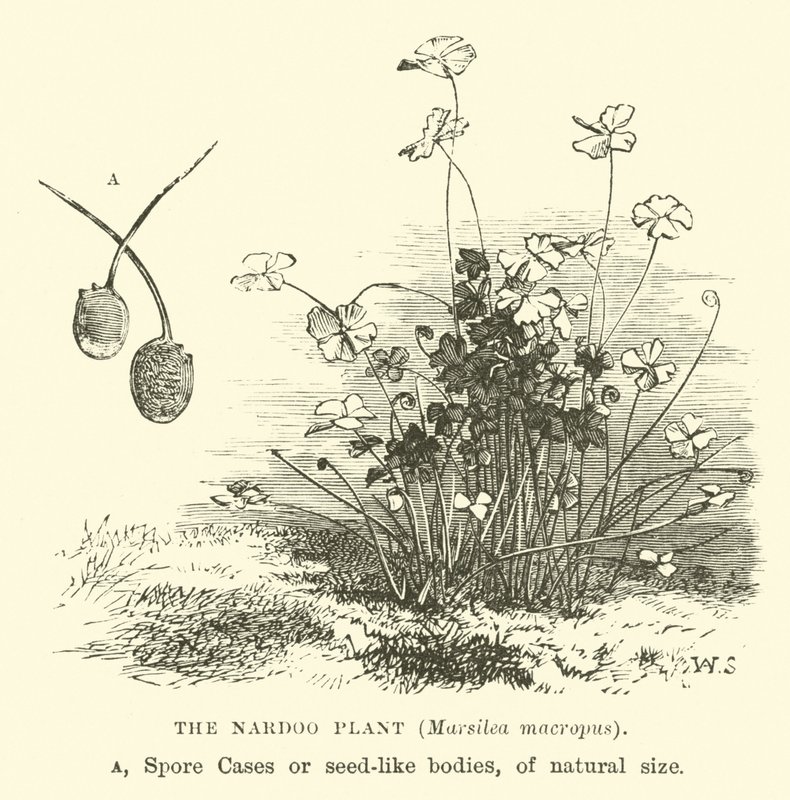 نبات Nardoo، Marsilea macropus بواسطة مدرسة اللغة الإنجليزية