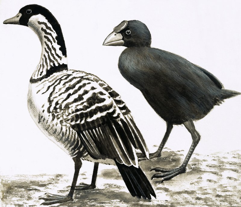الطيور Ne-Ne أو Hawaiian Goose و Takahe بواسطة مدرسة اللغة الإنجليزية