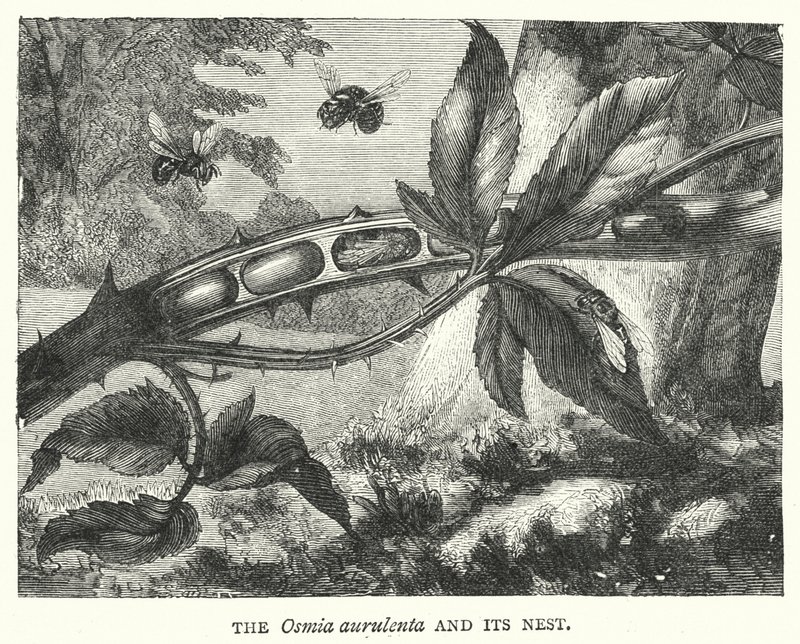 The Osmia aurulenta and its Nest (engraving) بواسطة مدرسة اللغة الإنجليزية