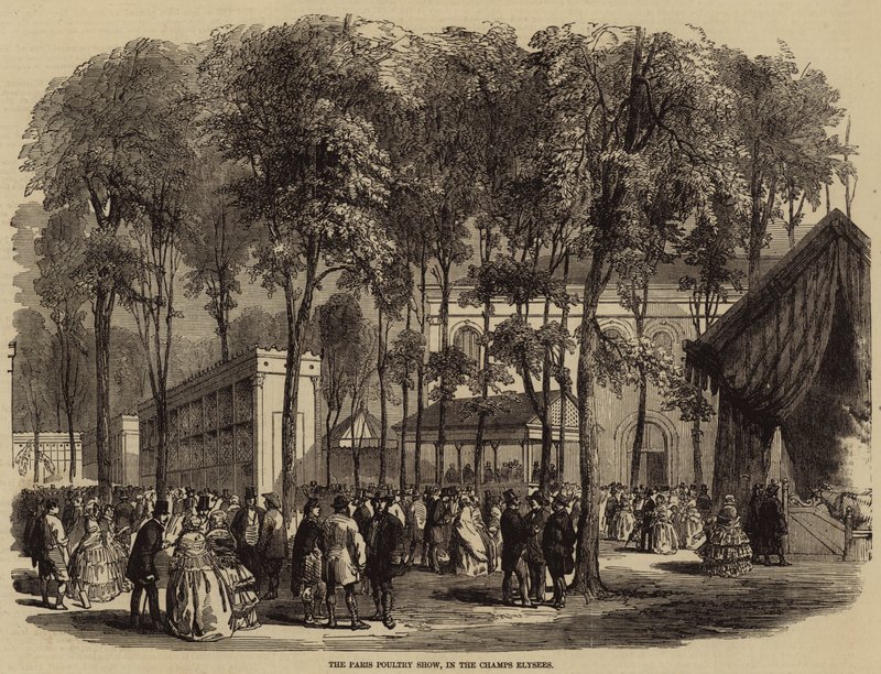 The Paris Poultry Show, in the Champs Elysees (engraving) بواسطة مدرسة اللغة الإنجليزية