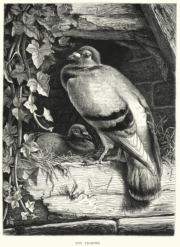 The Pigeons (engraving) بواسطة مدرسة اللغة الإنجليزية