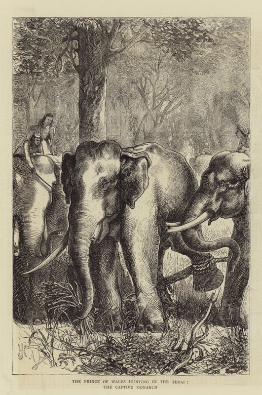 The Prince of Wales hunting in the Terai, the Captive Monarch (engraving) بواسطة مدرسة اللغة الإنجليزية