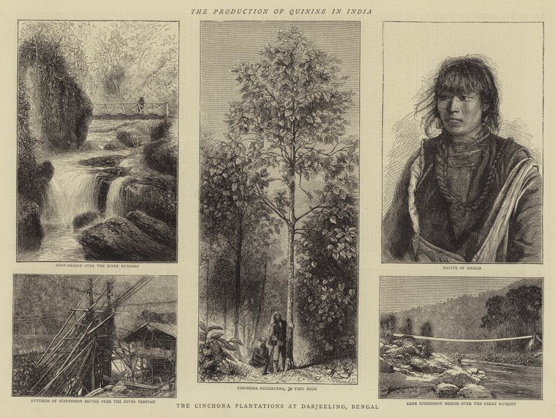 The Production of Quinine in India (engraving) بواسطة مدرسة اللغة الإنجليزية