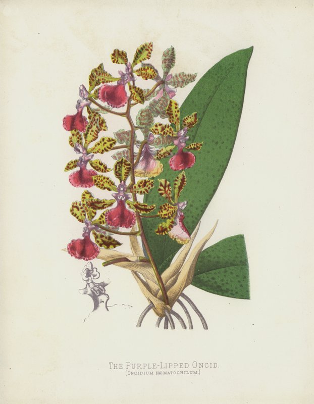 Oncid Oncid ، Oncidium Haematochilum بواسطة مدرسة اللغة الإنجليزية