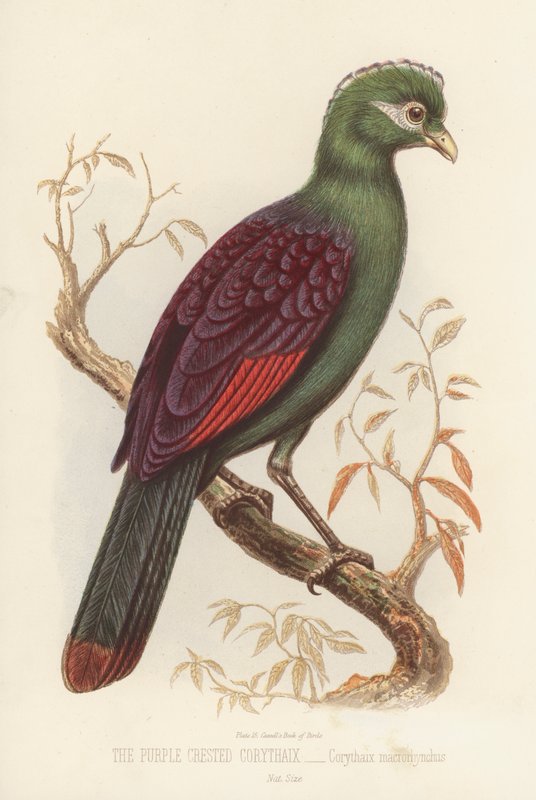 The Purple Crested Corythaix ، Corythaix Macrorhynchus (لون ليثو) بواسطة مدرسة اللغة الإنجليزية