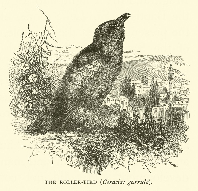 طائر الرول ، Coracias garrula بواسطة مدرسة اللغة الإنجليزية