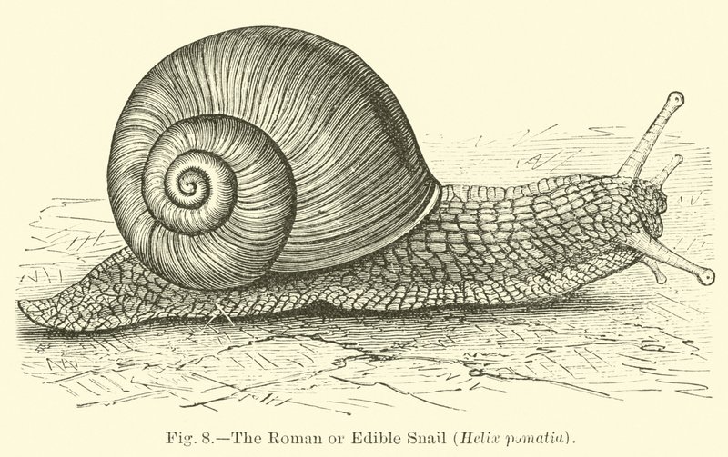 الحلزون الروماني أو الصالح للأكل (Helix pomatia) بواسطة مدرسة اللغة الإنجليزية