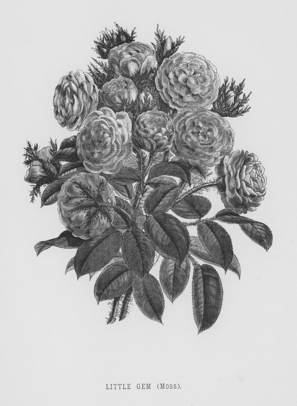The Rose Garden: Little Gem, Moss (engraving) بواسطة مدرسة اللغة الإنجليزية