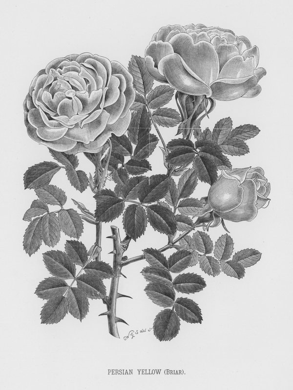 The Rose Garden: Persian Yellow, Briar (engraving) بواسطة مدرسة اللغة الإنجليزية