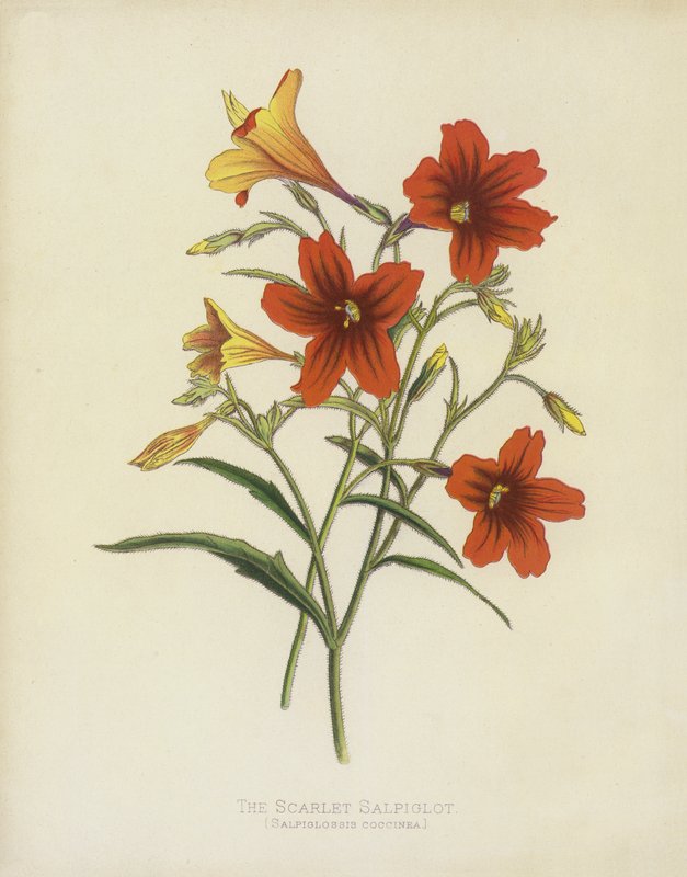 القرمزي Salpiglot ، Salpiglossis Coccinea بواسطة مدرسة اللغة الإنجليزية