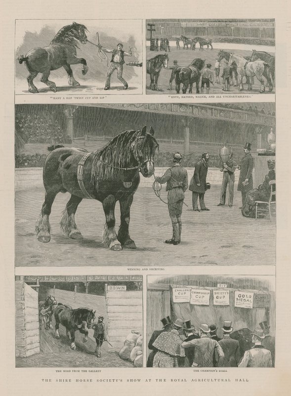 عرض Shire Horse Societys في القاعة الزراعية الملكية بواسطة مدرسة اللغة الإنجليزية