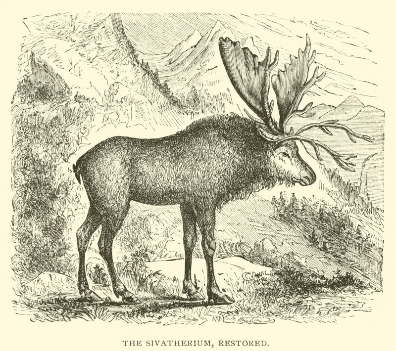 Sivatherium ، ترميم (نقش) بواسطة مدرسة اللغة الإنجليزية