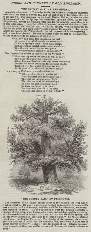 بلوط سيدني ، في Penshurst (نقش) بواسطة مدرسة اللغة الإنجليزية