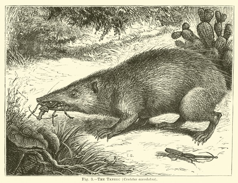 The Tanrec، Centetes ecaudatus بواسطة مدرسة اللغة الإنجليزية