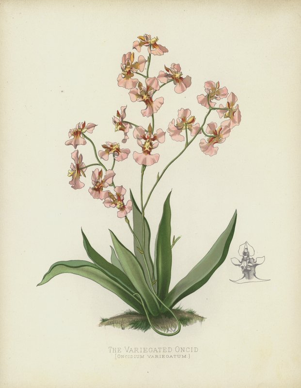 Oncid Oncid ، Oncidium Variegatum بواسطة مدرسة اللغة الإنجليزية