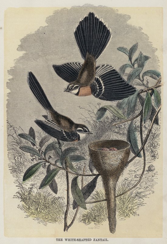 The White-Shafted Fantail (نقش ملون) بواسطة مدرسة اللغة الإنجليزية