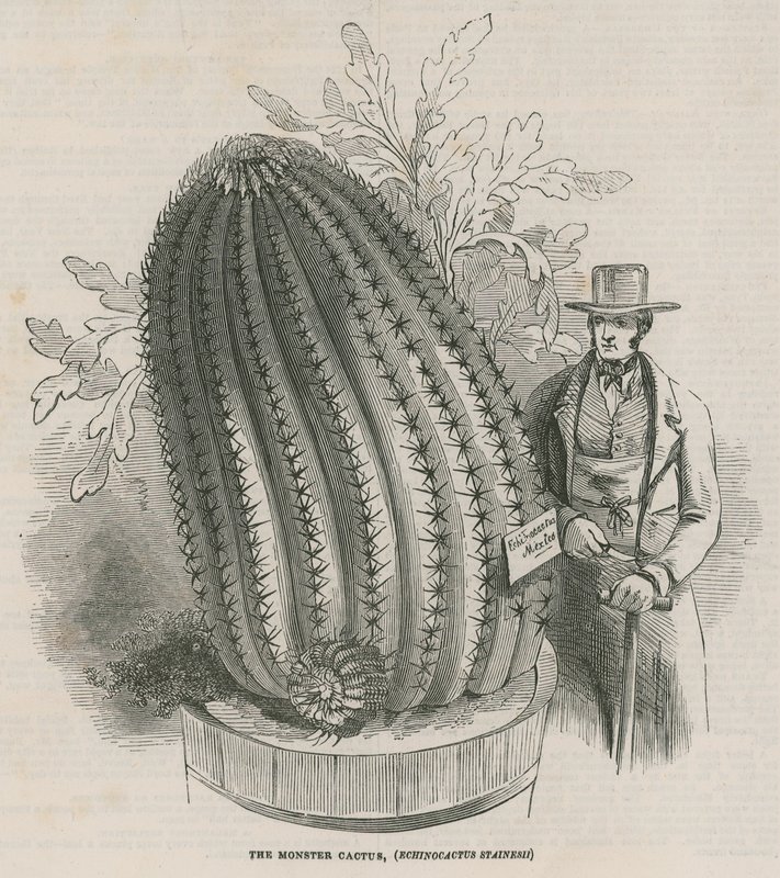 صبار الوحش (Echinocactus stainesh) في الحدائق الملكية ، كيو ، لندن بواسطة مدرسة اللغة الإنجليزية