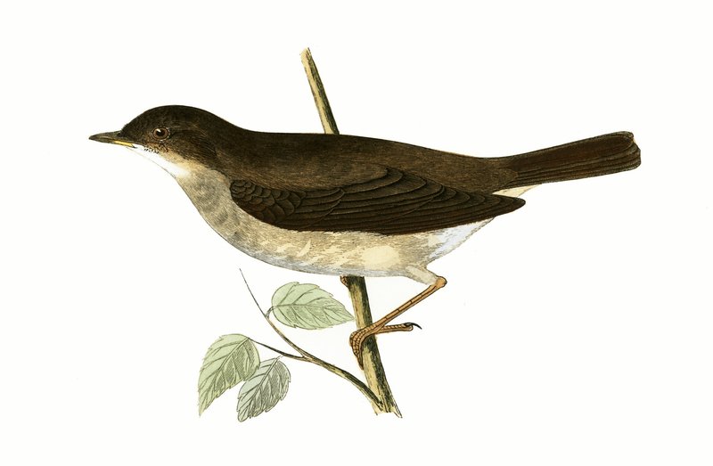 Thrush Nightingale ، التوضيح من "تاريخ طيور أوروبا غير المرصودة في الجزر البريطانية" بقلم تشارلز روبرت بري (1811-1886) ، نشر عام 1867 بواسطة مدرسة اللغة الإنجليزية