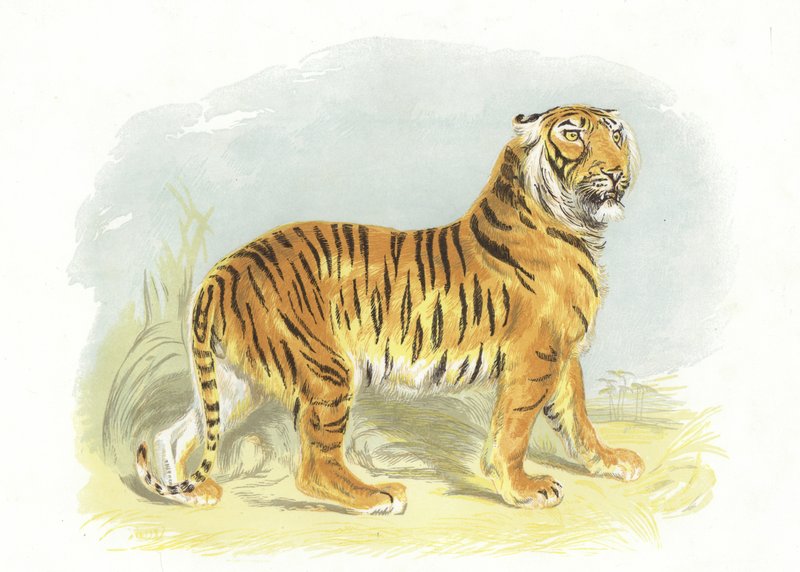 نمر بواسطة مدرسة اللغة الإنجليزية