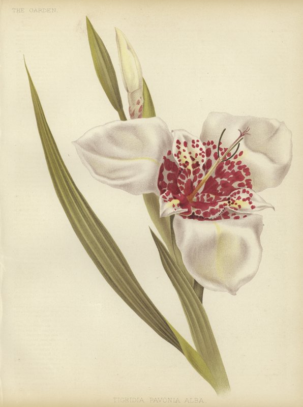 Tigridia pavonia Alba بواسطة مدرسة اللغة الإنجليزية