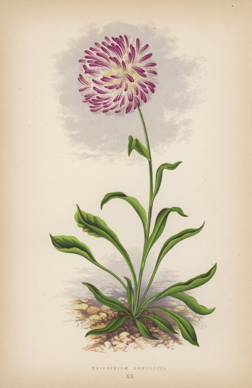 Trichinium Manglesii (لون ليثو) بواسطة مدرسة اللغة الإنجليزية
