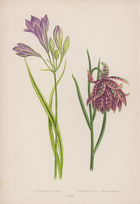 تريتيليا لاكسا Fritillaria Meleagris (لون ليثو) بواسطة مدرسة اللغة الإنجليزية