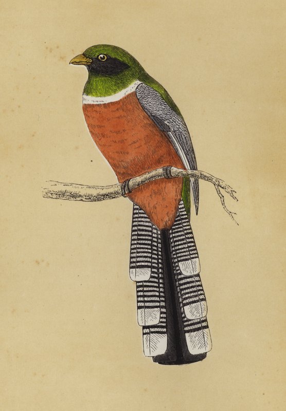 Trogon (colour litho) بواسطة مدرسة اللغة الإنجليزية