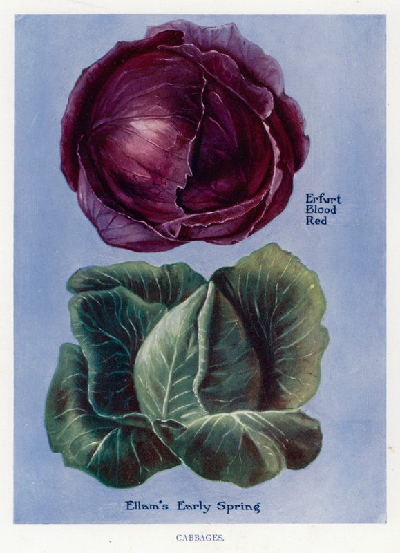 Vegetable Grower