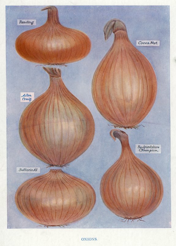 Vegetable Grower