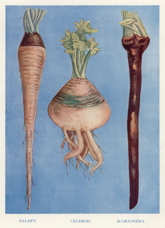 دليل مزارعي الخضروات: Salsify ، Celeriac ، Scorzonera (لون ليثو) بواسطة مدرسة اللغة الإنجليزية