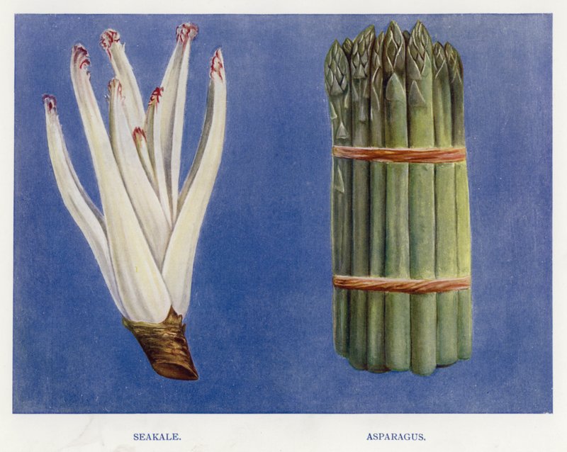 Vegetable Grower