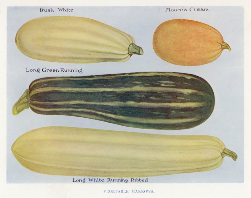 Vegetable Grower