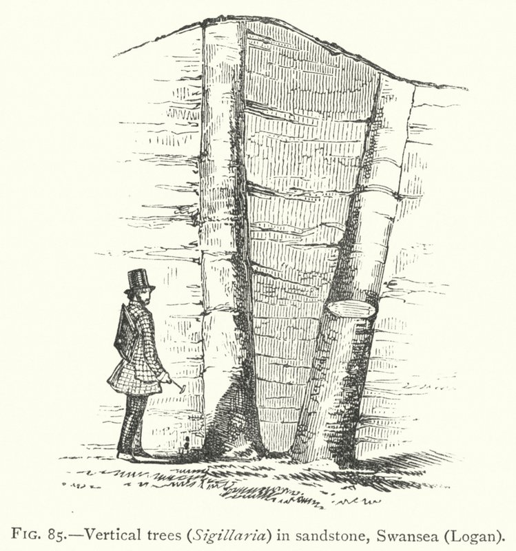 الأشجار العمودية ، Sigillaria ، في الحجر الرملي ، سوانسي ، لوغان (نقش) بواسطة مدرسة اللغة الإنجليزية