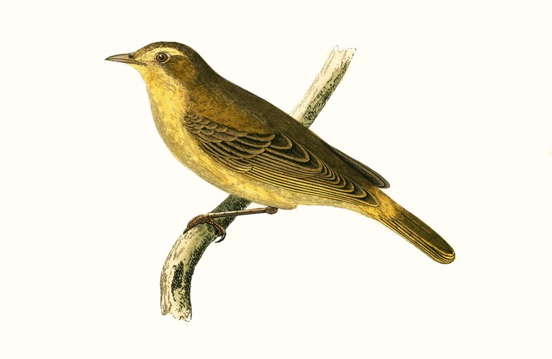 فيلم Willow Warbler من Vieillot ، توضيح من "تاريخ طيور أوروبا غير المرصودة في الجزر البريطانية" بقلم تشارلز روبرت بري (1811-1886) ، نشر عام 1867 بواسطة مدرسة اللغة الإنجليزية