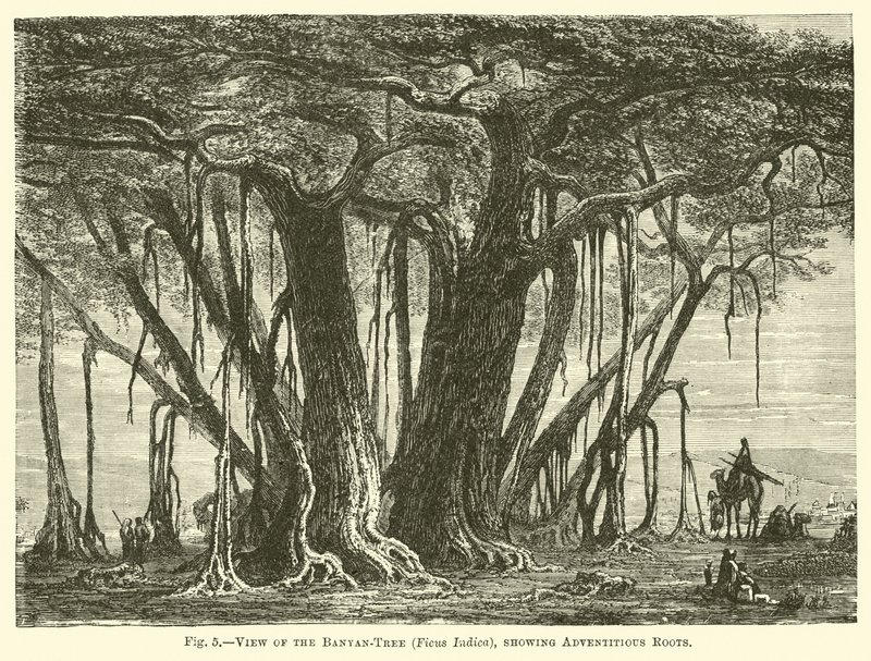 منظر لشجرة بانيان تري (Ficus Indica) ، يظهر جذور المغامرات بواسطة مدرسة اللغة الإنجليزية