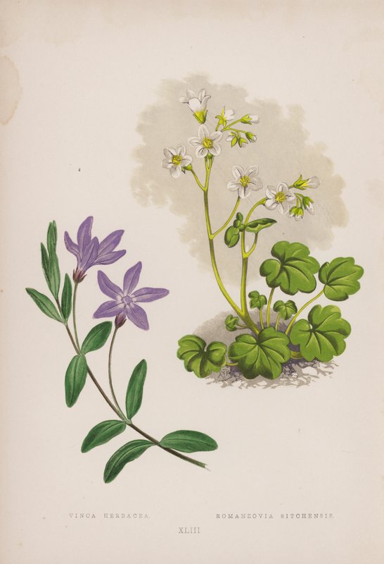 فينكا هيرباسيا Romanzovia Sitchensis (لون ليثو) بواسطة مدرسة اللغة الإنجليزية