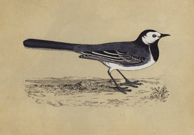 Wagtail (colour litho) بواسطة مدرسة اللغة الإنجليزية