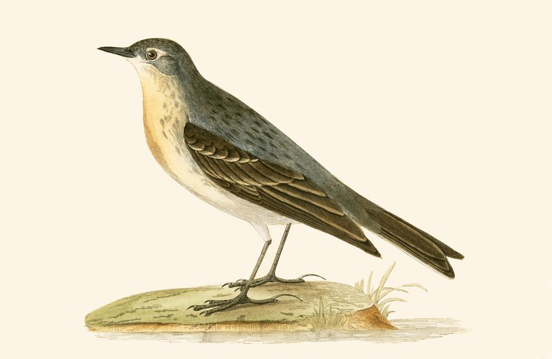 Water Pipit ، رسم توضيحي من "تاريخ طيور أوروبا غير المرصودة في الجزر البريطانية" بقلم تشارلز روبرت بري (1811-1886) ، نشر عام 1867 بواسطة مدرسة اللغة الإنجليزية