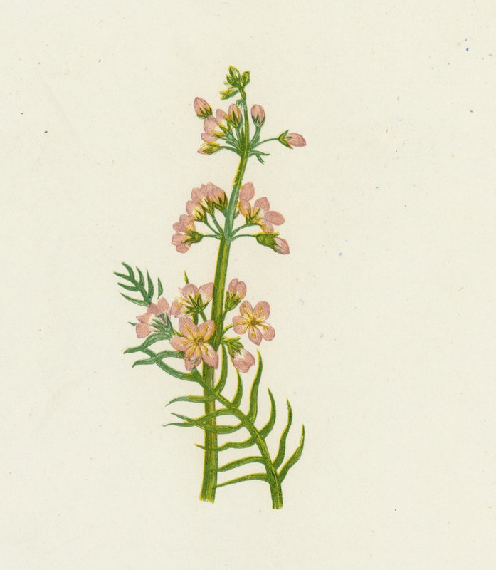 البنفسجي المائي ، Hottonia Palustris بواسطة مدرسة اللغة الإنجليزية