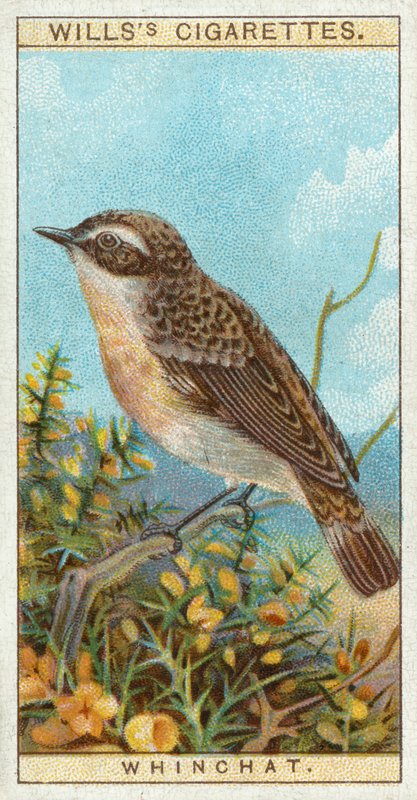 Whinchat بواسطة مدرسة اللغة الإنجليزية