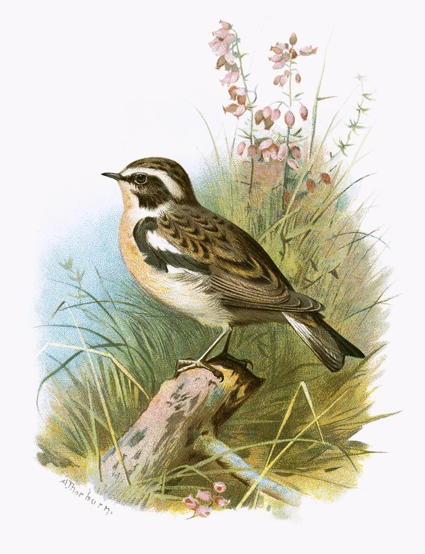 Whinchat بواسطة مدرسة اللغة الإنجليزية