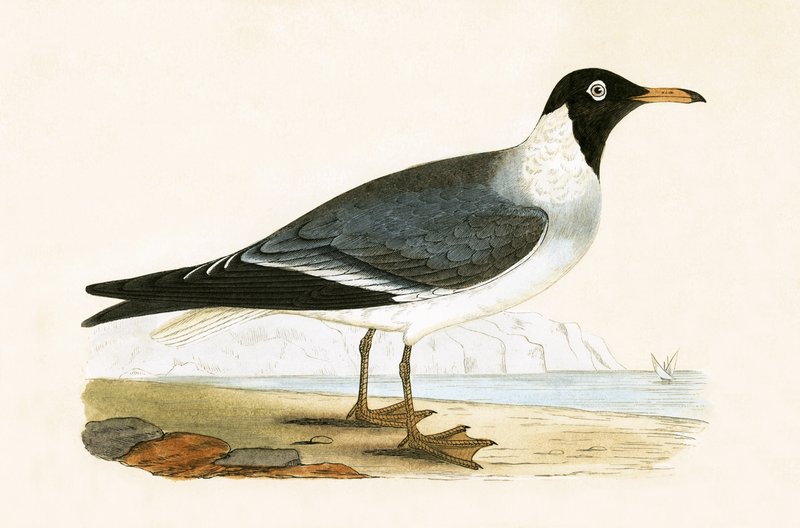 White Eyed Gull ، توضيح من "تاريخ طيور أوروبا غير المرصودة في الجزر البريطانية" بقلم تشارلز روبرت بري (1811-1886) ، نشر عام 1867 بواسطة مدرسة اللغة الإنجليزية