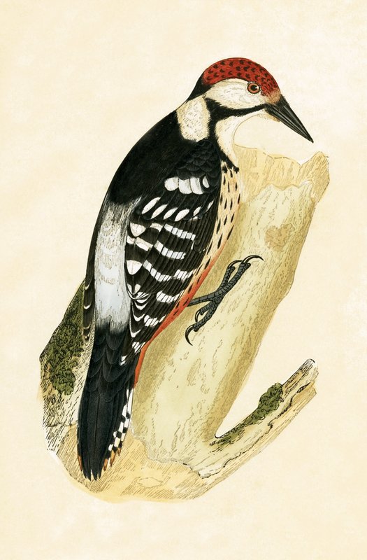 White Rumped Woodpecker ، توضيح من "تاريخ طيور أوروبا غير المرصودة في الجزر البريطانية" بقلم تشارلز روبرت بري (1811-1886) ، نشر عام 1867 بواسطة مدرسة اللغة الإنجليزية