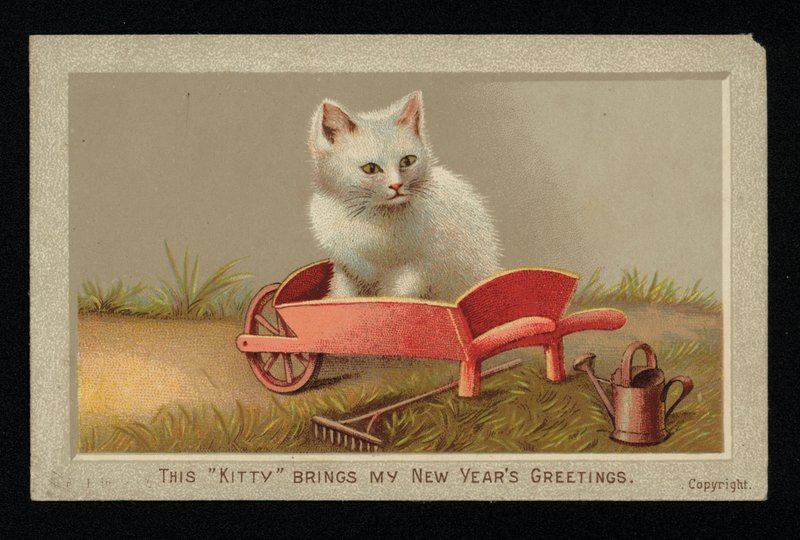 White cat in a wheelbarrow, New Year