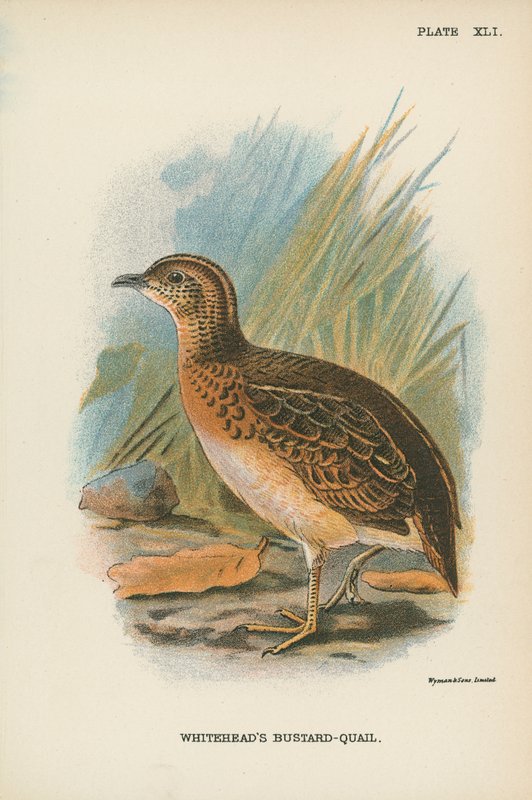 وايتهيد Bustard-Quail بواسطة مدرسة اللغة الإنجليزية