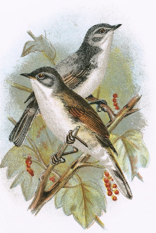 Whitethroat (السفلي) و Whitethroat الصغرى (العلوي) بواسطة مدرسة اللغة الإنجليزية