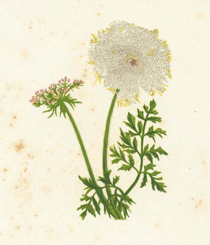 الجزرة البرية ، Daucus Carota بواسطة مدرسة اللغة الإنجليزية
