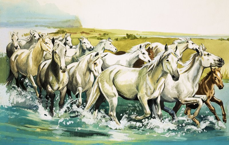 الخيول البرية للكامارغ ، 1971 بواسطة مدرسة اللغة الإنجليزية